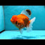 AAA Grade Tiger Oranda Female 6-6.5 inches #062025OR_24