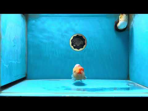 A Grade Red White LionQueen 4.5 inches #050225LC_18