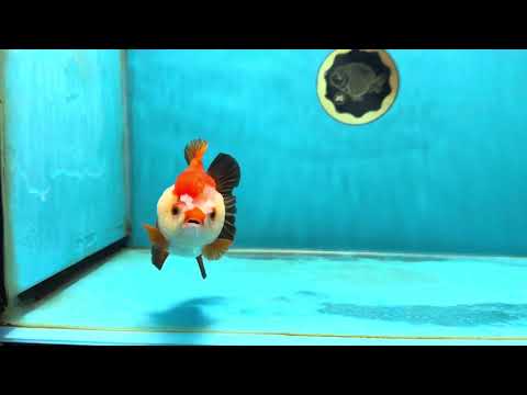 A Grade Pompom Tricolor Yuanbao Female 4-4.5 inches #050925YB_27