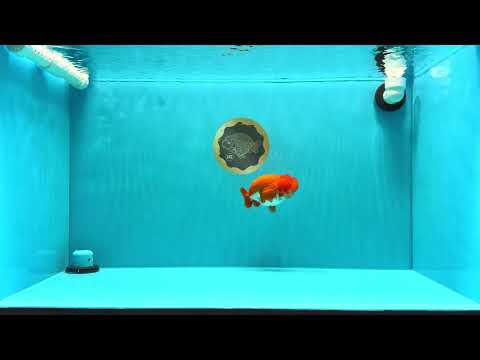 CHUBBY AAA Grade Red White LionQueen 4  inches #022026LC_16