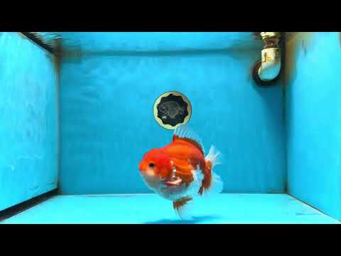 AAA Grade Red White Yuanbao Male 5-5.5 inches #081525YB_05