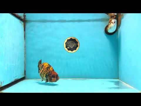 A Grade Tiger LionQueen 5.5 inches #112125LC_05