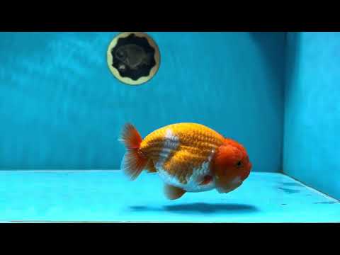 AAA Grade Cow Red LionKing 4.5-5 inches #021425LC_05