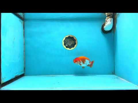 AAA Grade Red White LionQueen 4 inches #101725LC_08