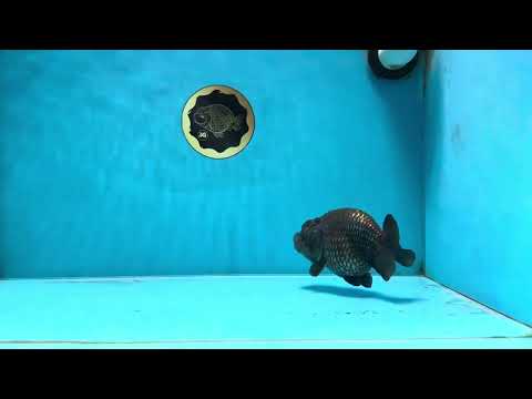 A Grade BIG WEN Black Blue LionQueen 4.5 inches #072525LC_01