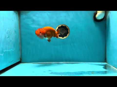 AAA Grade SUPER WEN Red White LionQueen 4.5 inches #050225LC_17