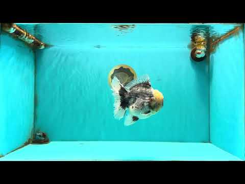 AAA Grade Kirin Oranda Male 6 inches #092526OR_04