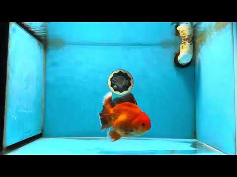 AAA Grade Apache Oranda Male 5-5.5inches #050925OR_51