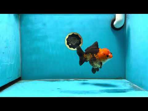 A Grade Sunny Apache Yuanbao Female 5 inches #011025YB_16