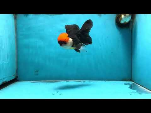 A Grade Tricolor Oranda Male 5-5.5 inches #090525OR_15