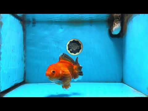 Apache Yuanbao Female 5-5.5 inches #091925YB_18