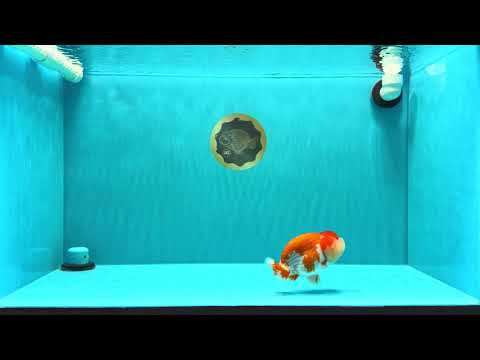 AAA Grade Peekaboo Dragon Head Red White LionQueen 4.5 inches #022726LC_27