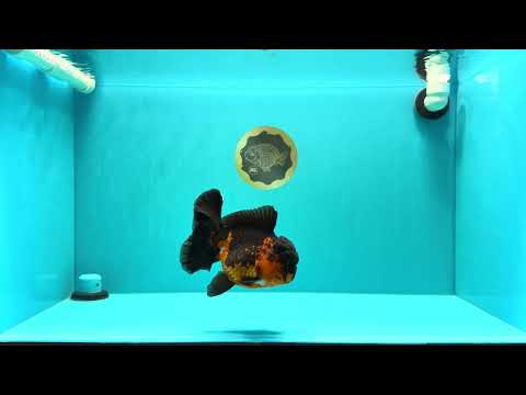 A Grade Lava Apache Oranda Female 5.5-6 inches #030626OR_28