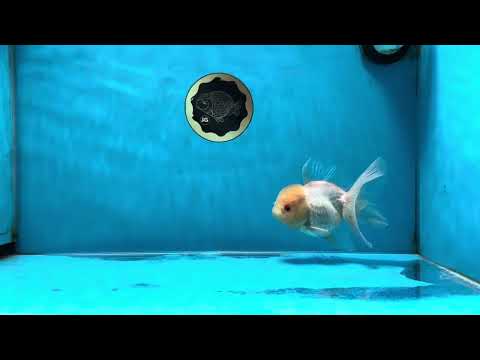 A Grade Beautiful White Oranda Female 4.5 inches #041825OR_07