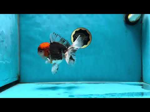 A Grade Tricolor Oranda Male 5.5 inches #060625OR_19