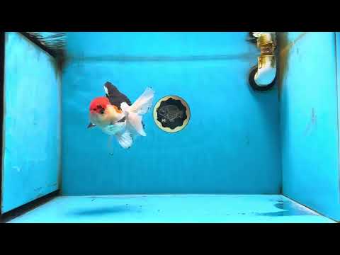 A Grade Tricolor Oranda Male 5 inches #080825OR_01