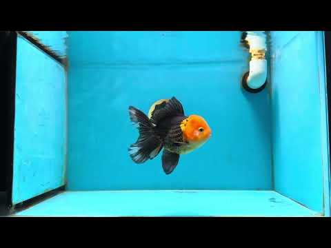 AAA Grade Red Head Apache Oranda Male 5-5.5 inches #112924OR_20