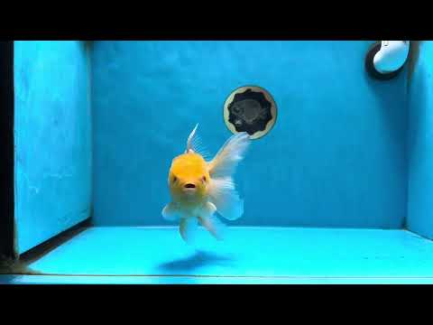 A Grade Lemonhead Oranda Male 5.5 inches #072525OR_10