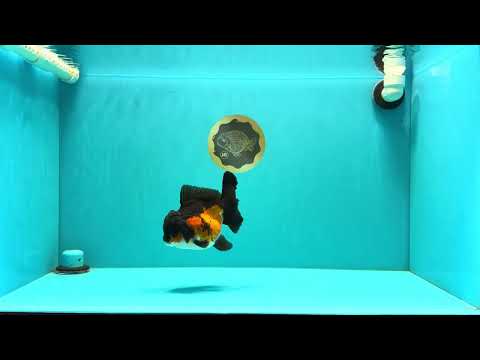 Tricolor Oranda Female 5-5.5 inches #032026OR_08