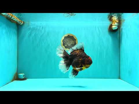 CHUNKY AAA Grade Tiger Oranda Male 6.5-7 inches #072426OR_01