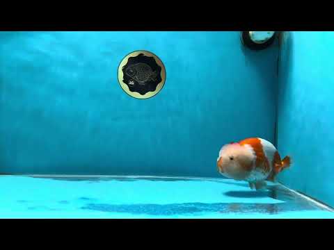 A Grade Chonky Kohaku LionQueen 4.5 inches #050225LC_16