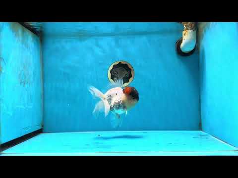 Unique Color AAA Grade Tricolor Lava Head Oranda Male 5 inches #042525OR_08