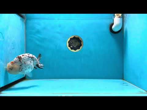 A Grade Chubby Calico Blue Base Ranchu Male 5.5 inches #022825RC_16