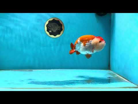 AAA Grade Red White LionKing 4.5 inches #050925LC_14