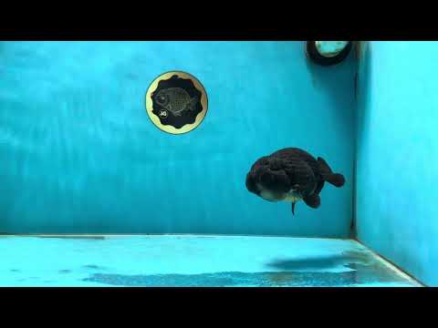 A Grade Black LionKing 4-4.5 inches #050925LC_13