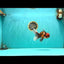 FLUFFY A Grade Tiger Oranda Male 6 inches #081426OR_05