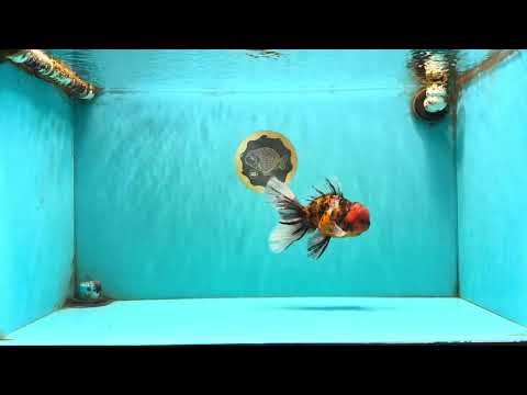 FLUFFY A Grade Tiger Oranda Male 6 inches #081426OR_05