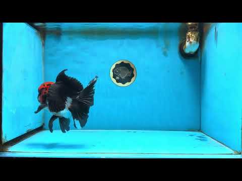 AAA Grade Tricolor Oranda Male 6 inches #090525OR_12