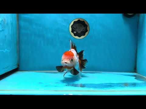 A Grade Tancho Tricolor Oranda Female 5-5.5 inches #050925OR_34