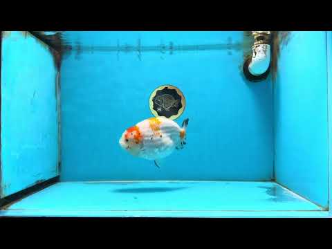 THICK BODY AAA Grade Chinese Kohaku Sakura Ranchu Female 5-5.5 inches #101725RC_16