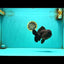 JUMBO AAA Grade Godzilla Black Oranda Male 6-6.5 inches #050826OR_01