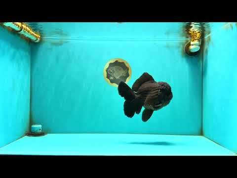 JUMBO AAA Grade Godzilla Black Oranda Male 6-6.5 inches #050826OR_01