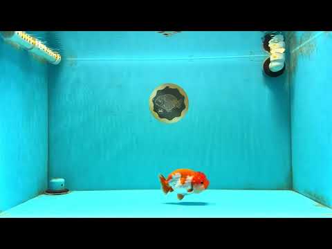 TOMATO A Grade Red White LionQueen 4-4.5 inches #032726LC_17