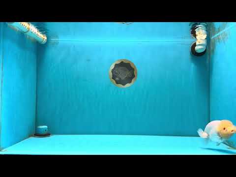 SUNNY AAA Grade Red White LionQueen 4.5 inches #032726LC_15