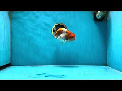 A Grade Calico LionKing 4.5 inches #062025LC_07