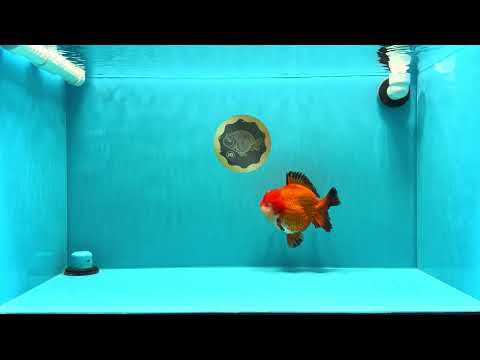 TOMATO AAA Grade Apache Yuanbao Male 5  inches #022726YB_05