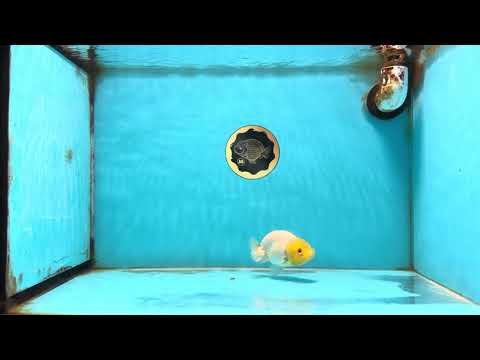 White Lionchu Female 3.5-4 inches #121225LC_14