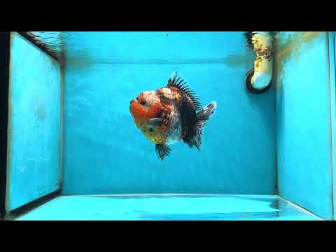 AAA Grade Big Body Godzilla Calico Yuanbao Female 5-5.5 inches #051625YB_13