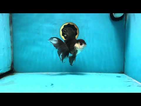 Panda Oranda Female 5.5 inches #100325OR_17