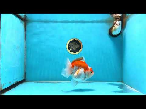 A Grade Red White Yuanbao Female 5 inches #112825YB_16