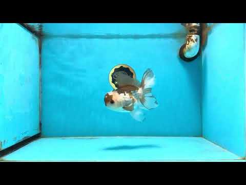 Panda Oranda Male 5-5.5 inches #112125OR_21