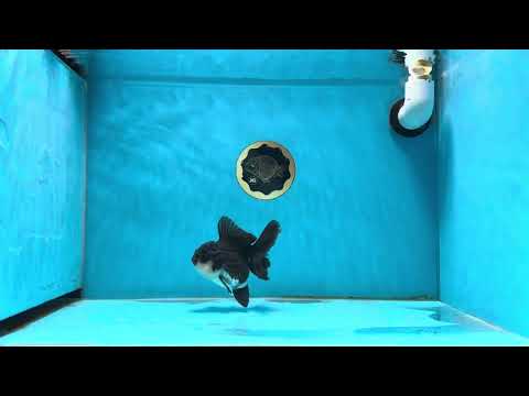 A Grade Shamu Panda Oranda Female 4 inches #013125OR_15