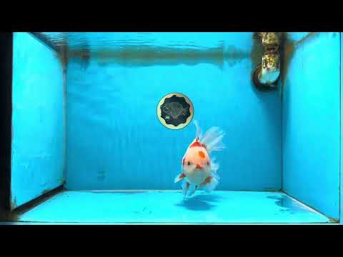 AAA Grade Red White Oranda Male 6 inches #090525OR_08