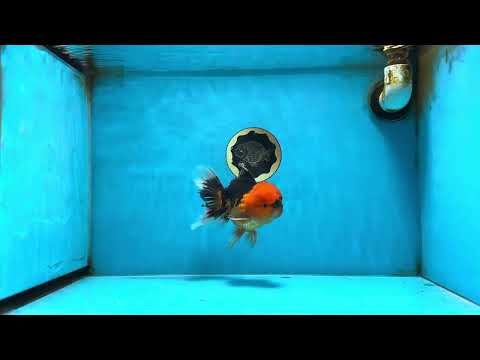 A Grade Super Mario Apache Oranda Male 5-5.5 inches #081525OR_23