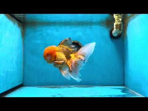 AAA Grade Orange Oranda Male 6.5 inches #062725OR_16