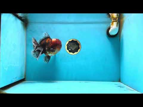 AAA Grade Godzilla Tiger Oranda Male 6 inches #080125OR_07